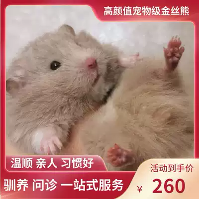 (Xuebei Xiangnan)Pigeon gray long-haired short-haired domestic rare coat color Golden silk bear Relatives Shih Tzu Bear