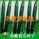 Green flesh cucumber seeds, green flesh seeds, cucumber seeds, cucumber seeds, southern vegetables and green vegetables