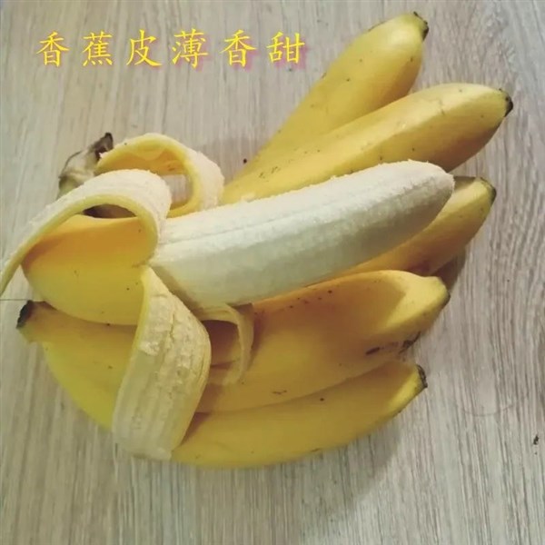 现摘广西香蕉新鲜当季自然熟鲜蕉热带水果