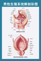 429 Home Poster Exhibition Board Spray-painted Sticker Pictures 74 Male reproductive system anatomical drawings