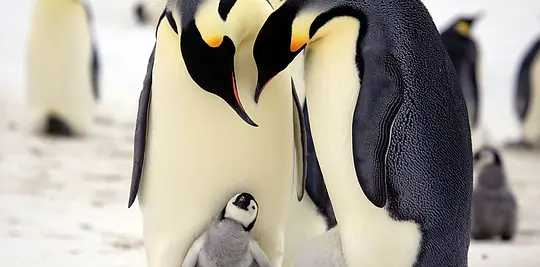企鹅群里有特务 Penguins: Spy in the Huddle2013剧照1