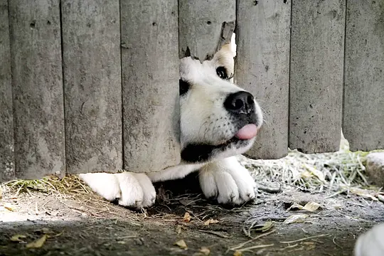 忠犬八公的故事 Hachi: A Dog's Tale2009剧照1