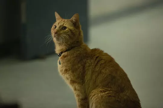 惊奇队长 Captain Marvel2019剧照1