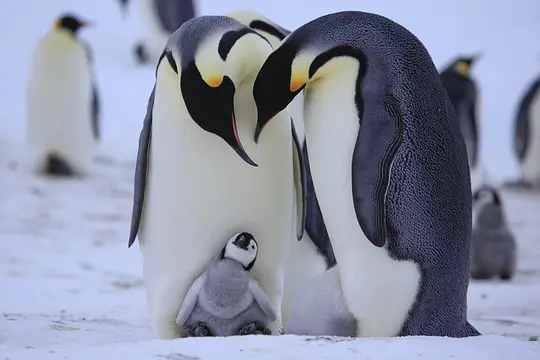 企鹅群里有特务 Penguins: Spy in the Huddle2013剧照2