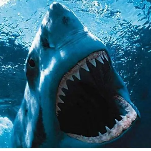 大白鲨 Jaws1975剧照2
