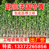 French holly saplings four-season evergreen hedge plants villa courtyard hedges coral trees outdoor fences