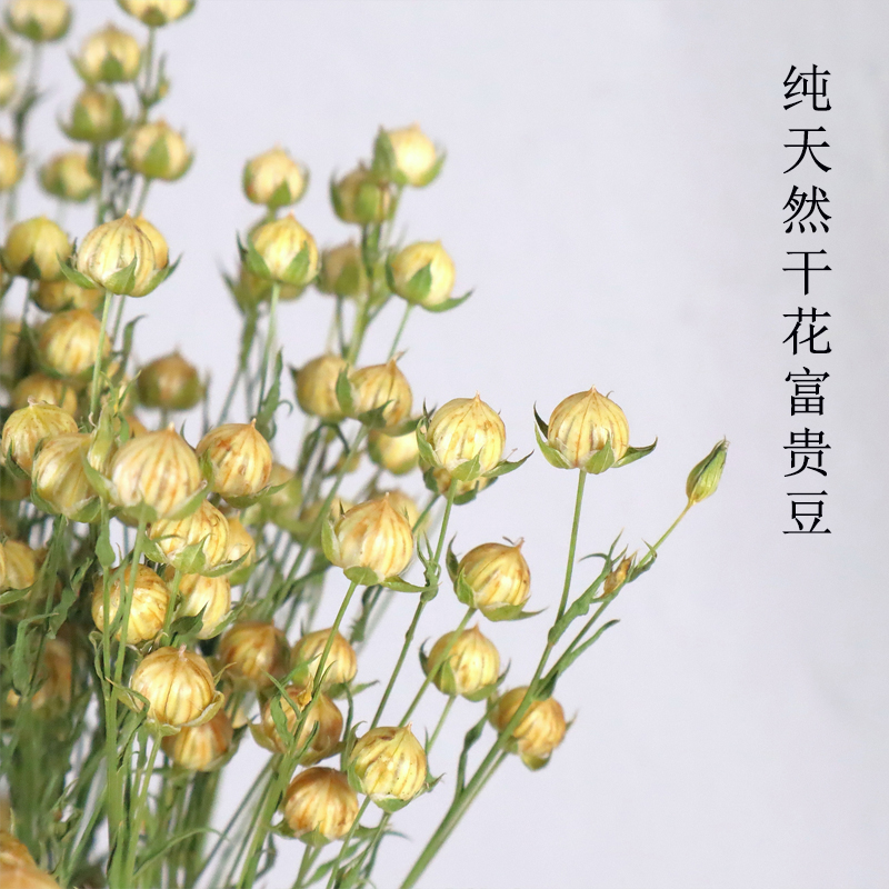 Natural high-level dry flower real flower living room Rich bean Dou Nanhuang Bedroom desktop Yu Yizheng Xiaozhuang