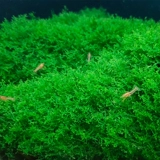 Коралловый мох водные пресноводные пресноводные пресноводные тусовые моса