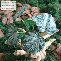 Один пучок из 5 маленьких склеенных белых листьев яблони.