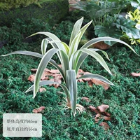 Одиночный пучок хлорофитума белокрайнего.