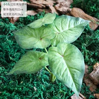 Один пучок из 5 маленьких склеенных желтых листьев потоса.