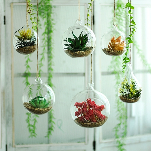 Симуляция сочного растения детского сада для кольца