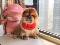 Bean bag pet 2019 Red pig mouth towel waterproof towel dog scarf bib pine lion golden hair