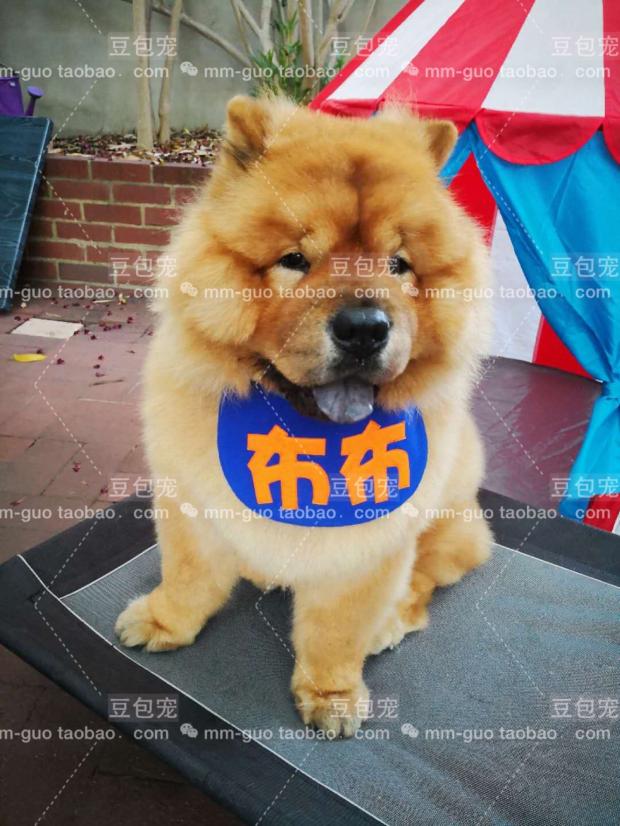 Bean Bag Favorites Original Design Birthday Digital Name DIY Character Sprinting Towel Large Dog Bib Around Pocket