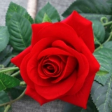 Моделирование завода поддельная виноградная лоза Палочная виноградная лоза. Окрашивание воздуха.