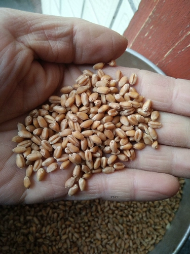 Цзянсу на юг через сито без примесей, новой пшеницы, курицы, утки, корма для животных, рыбалки и гнездования сырья 50 фунтов