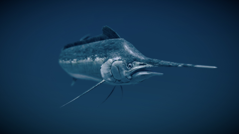 Marlin Fish Model 3D Model Three-Dimensional Model Fbx Model Pbr Realistic Model Blender