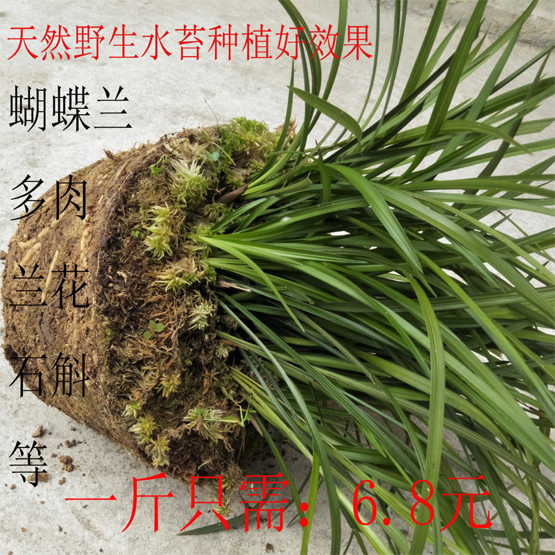 活水苔青苔蝴蝶兰花营养土乌龟打包运输冬眠垫才种植嫁接材料