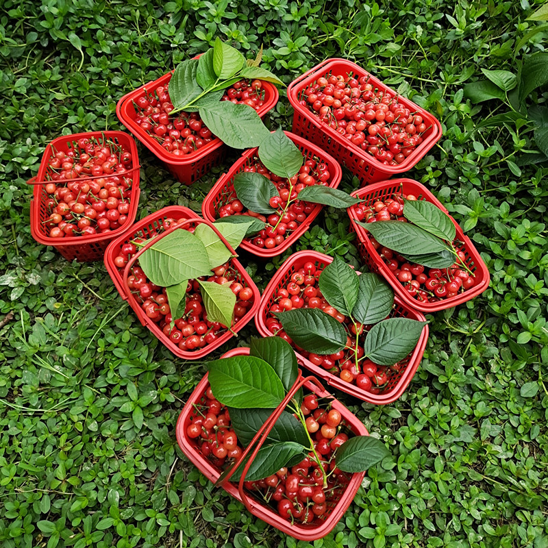 2 pounds bayberry basket plastic basket mulberry basket strawberry basket hand basket rectangular fruit picking cherry basket