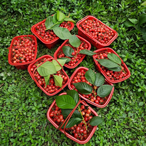 2kg of Poplar plum basket plastic basket Mulberry basket Strawberry Basket portable small basket rectangular fruit picking Cherry basket