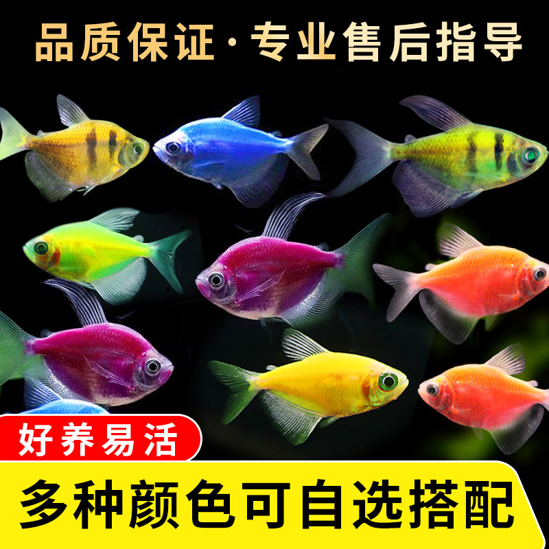 🐠揭秘!天使鱼观赏鱼大号群游懒人必备,红天使老虎热带鱼鱼苗来袭🌊-鱼-淘宝好物网