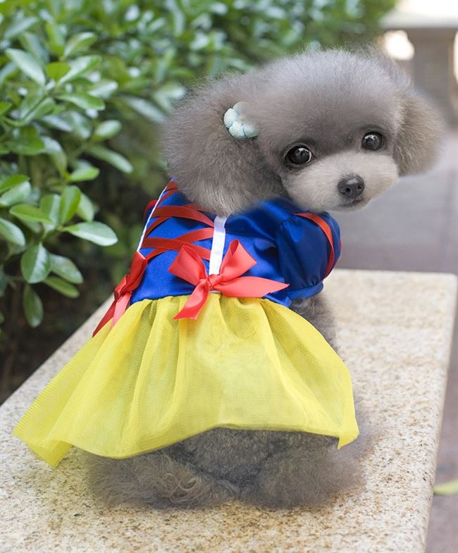Mùa xuân và mùa thu mới Chó con mới Quần áo Váy tuyết trắng Váy thú cưng Teddy Teddy Xiong VIP Yorkshire - Quần áo & phụ kiện thú cưng quan ao cho meo