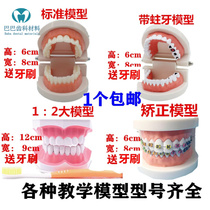 Kindergarten Teaching Aids Teach Children Teeth Brushing Model Teeth Brushing Teeth Brushing Dogtooth Model Oral Denture False Tooth Model Sending Toothbrush
