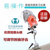 Dentistry Oral simulation Easy head mold system Exercise the dental head model can be adjusted to remove the teeth