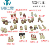 Dental examination practice Open pulp root canal model With root In vitro teeth With pulp cavity Tooth cavity preparation in vitro teeth