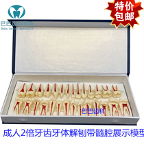 Dental tooth planing with pulp understanding 2 times teeth 28 with medullary cavity simulation two-color permanent tooth model