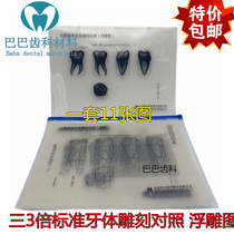 Dental oral teaching three times the standard tooth engraving contrast transparent figure tooth embossed line map 11 sheets