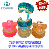 Dental oral standard 28 tooth model denture model students practice bonding arch wire bracket New