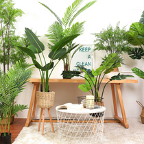 Nordic ins Wind large simulation tree plant green plant potted living room floor Net red decoration turtle back leaf traveler banana