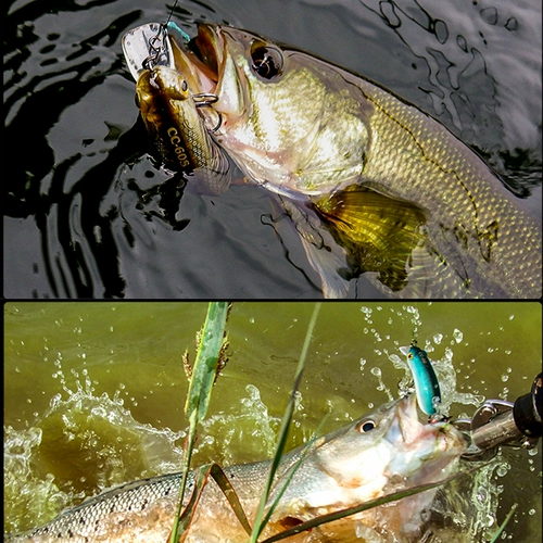 Dahe Benliu CC50CC60CC70 ограниченная серия Shenshui Mino Fatty Luya Bait Barbal Pass Bass Bass Basty