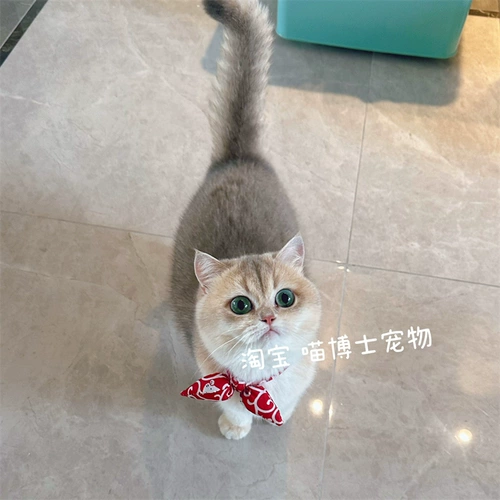 Круг видов кошек и кошек Знание и уши с ветряными ушами кошка Кот Тотальный прозрачный кот Барьер Плата