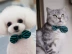 Xuất khẩu sang Hàn Quốc Sọc Bow Cat Cổ áo Dog Bow Tie Pet Vòng cổ Net Red Bell Điều chỉnh vòng cổ - Cat / Dog hàng ngày Neccessities