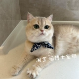 Круг видов кошек и кошек Знание и уши с ветряными ушами кошка Кот Тотальный прозрачный кот Барьер Плата