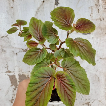 榆叶秋海棠竹节类阳台室外室内客厅桌面绿植盆栽观叶赏花植物多彩
