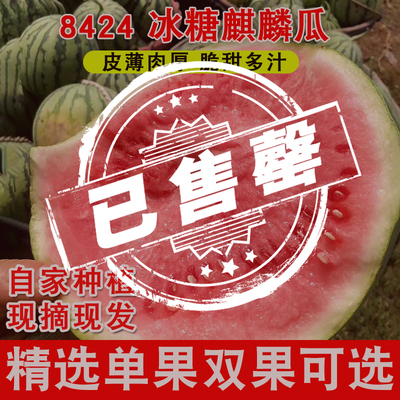 Выберите Freshmelon Season Season Fruit 8424 Kirin Abrimelon Ранняя зрелость 2 куски хрустящей кожи, без семян без семян. Бесплатная доставка
