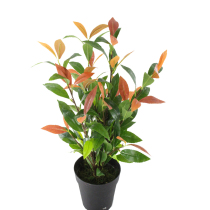 Simulated plant leaves new cassia leaves small leaves olive fruit cassia leaves potted Bayberry leaf decoration factory direct sales