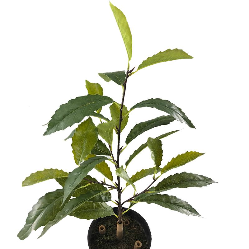 New Products Emulation Plant Oak Tree Fake Leaves Four Forks Summer Quercus Leaves Solid Branches Green Bar Leaf Green Scape Engineering Direct