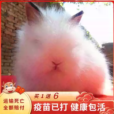 Boutique rabbit live animal pet rabbit covered face cat cat does not grow big dwarf hyacinth lop ears Shih Tzu small mini good to raise