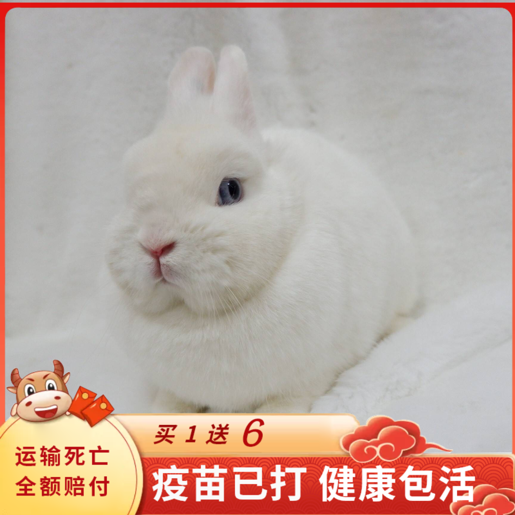 Pet rabbit live rabbit Dutch import dwarf rabbit mixed blood single blood sea beginner silver sculpted gold giri