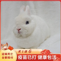 Pet Rabbit Living Rabbit Dutch Imported Dwarf Rabbit Mixed Blood Single Blood Begonia Silver Sculpture Spot