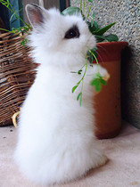 Rabbit living new Angola long hair cover face cat cat cat rabbit dwarf live rabbit hanging ear Hyacinth rabbit independent brand