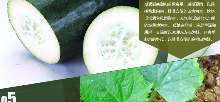 黑皮冬瓜王 黑皮大冬瓜蔬菜种子特大70斤庭院菜园大田基地 狂欢节特价 黑皮 冬瓜 大田 菜园 庭院途虎网