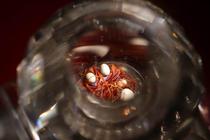 Lotus Division closed French dress Self-born and strong son 2mm for the Shelittagau box saffron