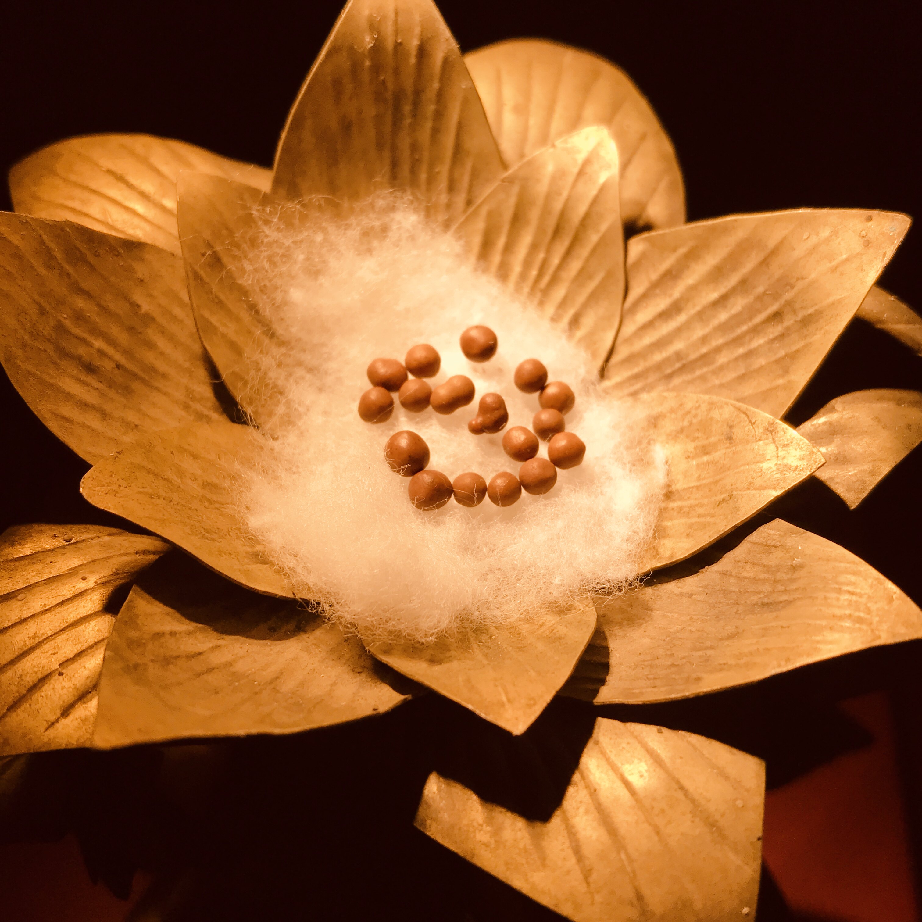 Longevity Pill Firm Seeds 2 mm for the Shelita Gawu box