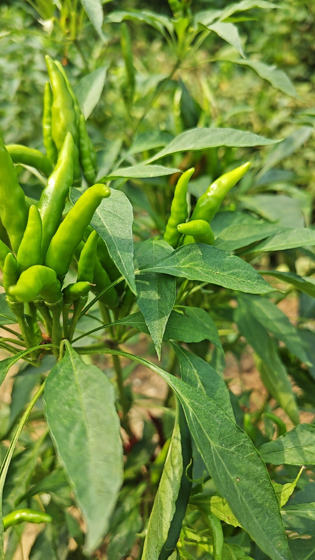 六月莲农家菜园