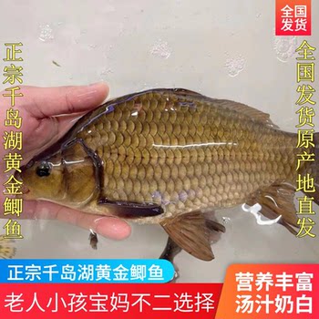 Authentic qiandao lake golden crucian carp fresh and whole